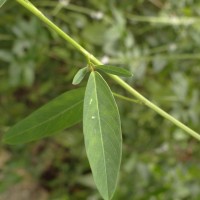 Codariocalyx motorius (Houtt.) H.Ohashi